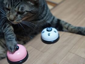 ４歳の愛猫、ベルをチーンして「おやつくださーい」できるかな？　楽しく練習中