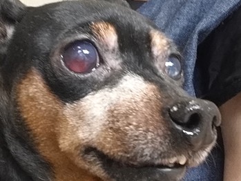 ある日突然、愛犬の目が真っ赤に…！ 久しぶりの病院通い