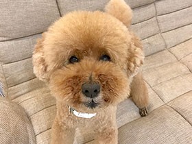 　アフロなヘアでうれしい毎日！ トイプードルの「ルビー」