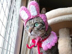 2023手編みの帽子とケープがなんとお似合いなんで賞　キジトラ柄の猫「ゆず」