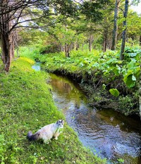 敷地内には小川も流れています。素敵〜♡（提供：もも　と　みらいさん）