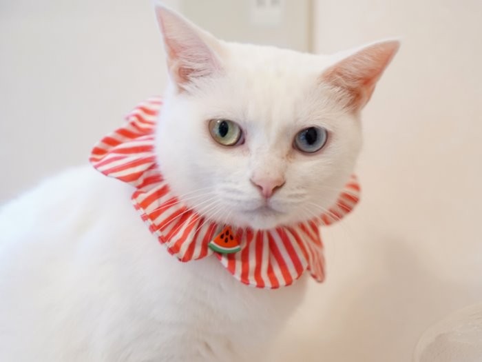 控えめながら綺麗なオッドアイです、きらっ