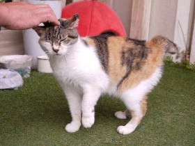 背骨骨折の大ケガを負った美容室の看板猫「ミーちゃん」　助けられた恩返しで招き猫に