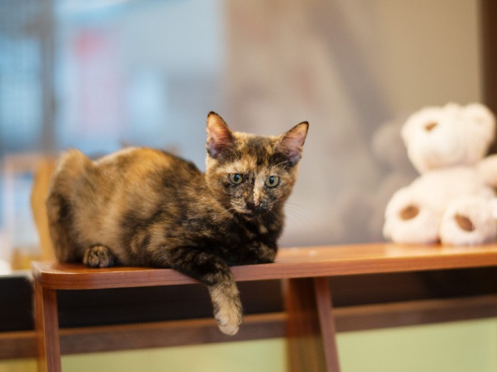 「後ろのガラスの向こうはカフェなの。今日はお客さん少ないから張り合いないわ」（小林写函撮影）