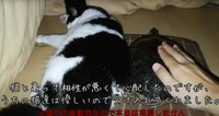 一緒に寝ている、ぐいちゃんとなっつぼん／飼い主さん提供
