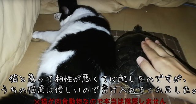 一緒に寝ている、ぐいちゃんとなっつぼん／飼い主さん提供