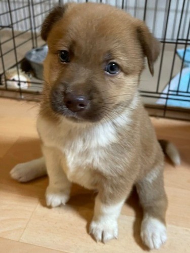 家にきたころの「ロイ」

