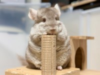 手をちょこんと添えて立つぴのちゃん（提供：チンチラのぴのさん）