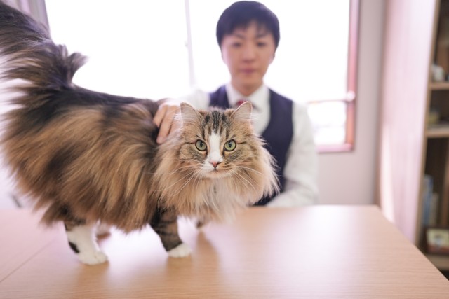 いぐさは元々、多頭飼育崩壊現場で保護された子。いまは猫飼育可物件を探すお客さんに寄り添う