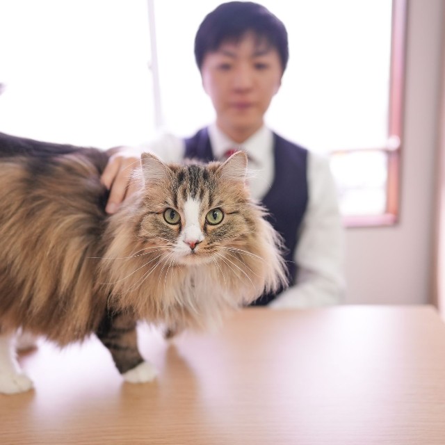 いぐさは元々、多頭飼育崩壊現場で保護された子。いまは猫飼育可物件を探すお客さんに寄り添う