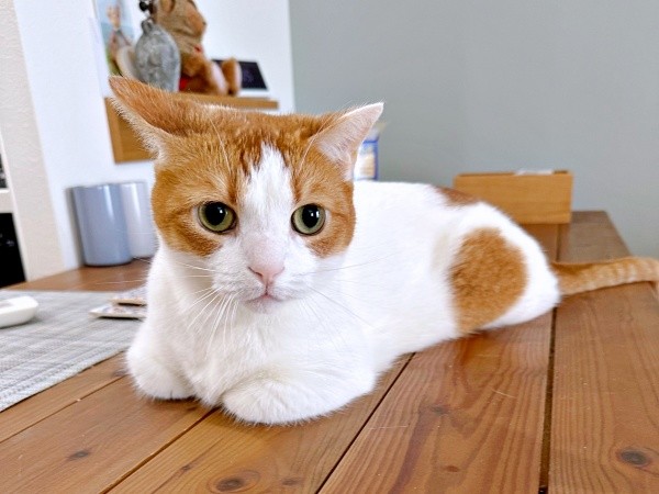 飼い主さんの靴上で寝転ぶ姿が話題になったもち丸くん（画像提供：も＆もちもなさん）
