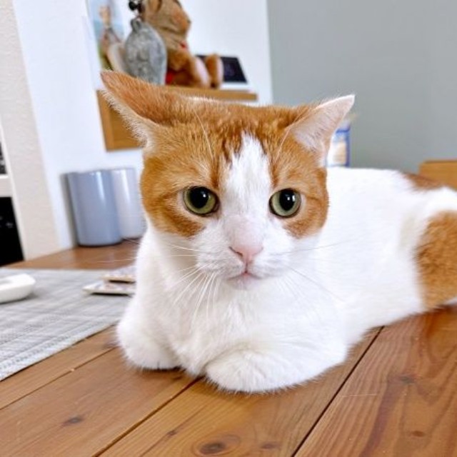 飼い主さんの靴上で寝転ぶ姿が話題になったもち丸くん（画像提供：も＆もちもなさん）