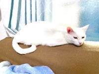 窓辺でくつろぐショボくん（画像提供：大和なでしこさん）