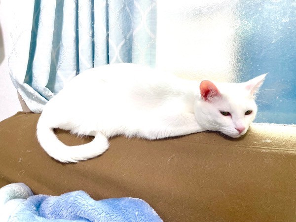 窓辺でくつろぐショボくん（画像提供：大和なでしこさん）