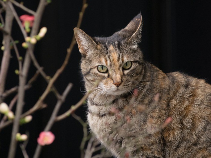 近所で出会った、放し飼いの飼い猫。（小林写函撮影）