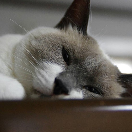 ふわもふむっちりが可愛い