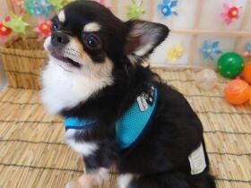 おりこうさんしてるかな？　ドッグカフェで弟を待つチワワ「ソラ」