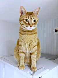 イケニャンへと成長したおぬくん。凛々しい顔立ちが素敵です（画像提供：おぬどんさん）