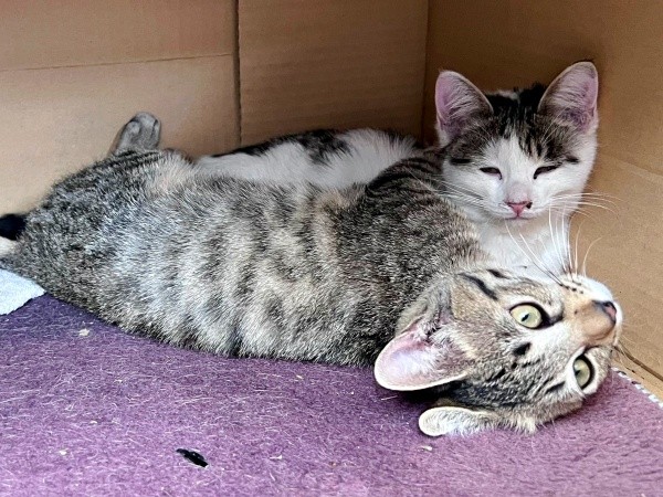 優しい飼い主さんのもとですくすく成長する（左から）コナツちゃん、ムギくん（画像提供：キジトラ・コタローのウキウキDAYS!!さん）