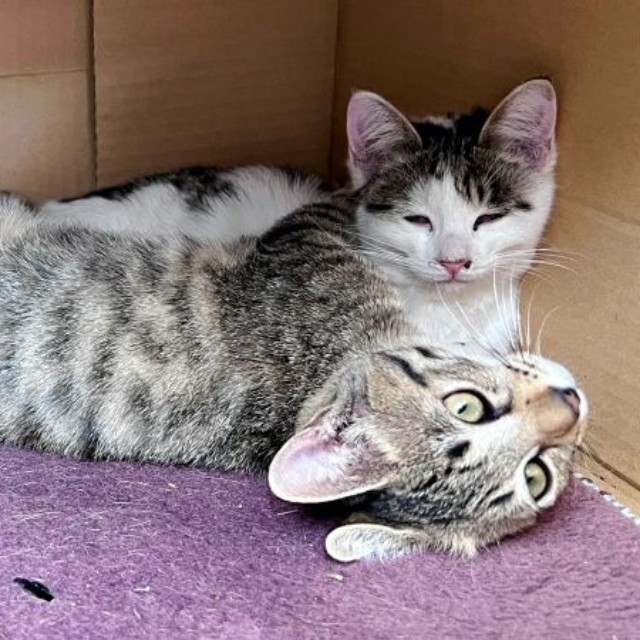 優しい飼い主さんのもとですくすく成長する（左から）コナツちゃん、ムギくん（画像提供：キジトラ・コタローのウキウキDAYS!!さん）