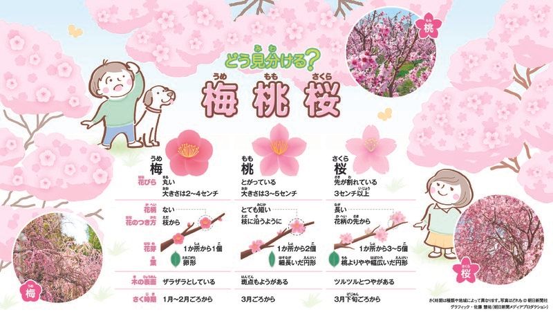 梅・桃・桜の違いは? 専門家が教える見分け方 どれも5枚の花びら