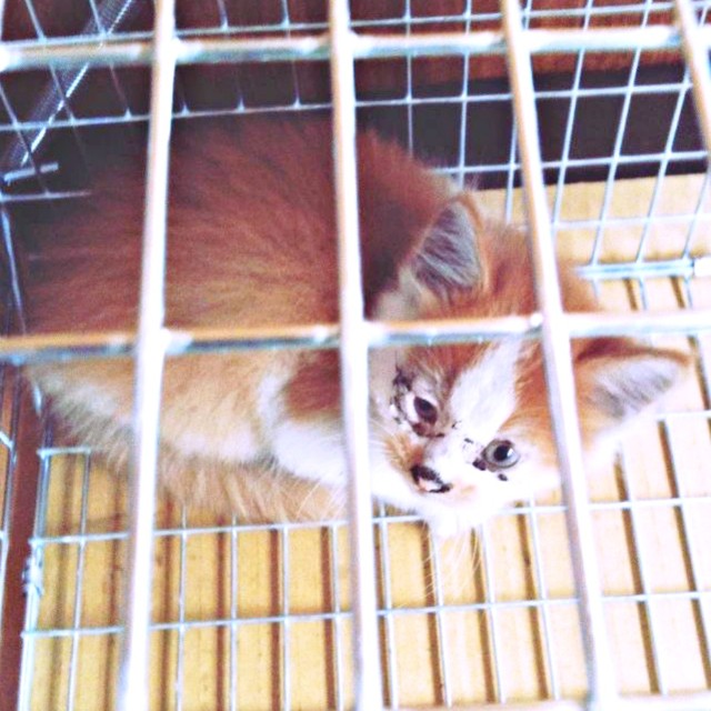 保護後、こちらを見上げるノイくん（画像提供：ノイさん）