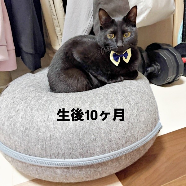 生後10カ月の夜千代さん（画像提供：yozo工房さん）