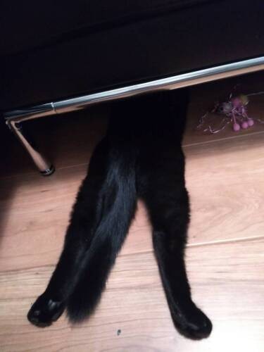 体が大きくなった今は、匍匐（ほふく）前進しないと奥へいかれません。「お尻隠さず」（Aさん提供）