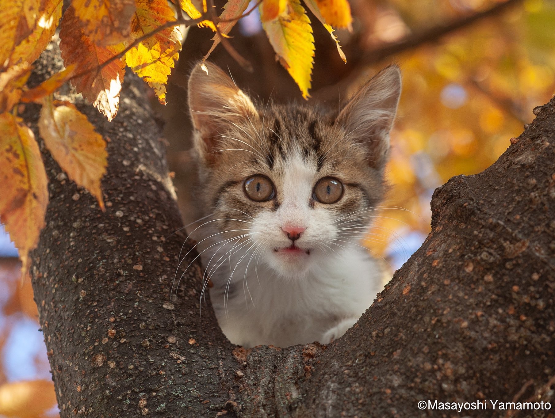 子猫の大行進 写真集 しっぽをぴーんと立てて「ぞろぞろ」大行進 「猫は、人の心に寄り添う