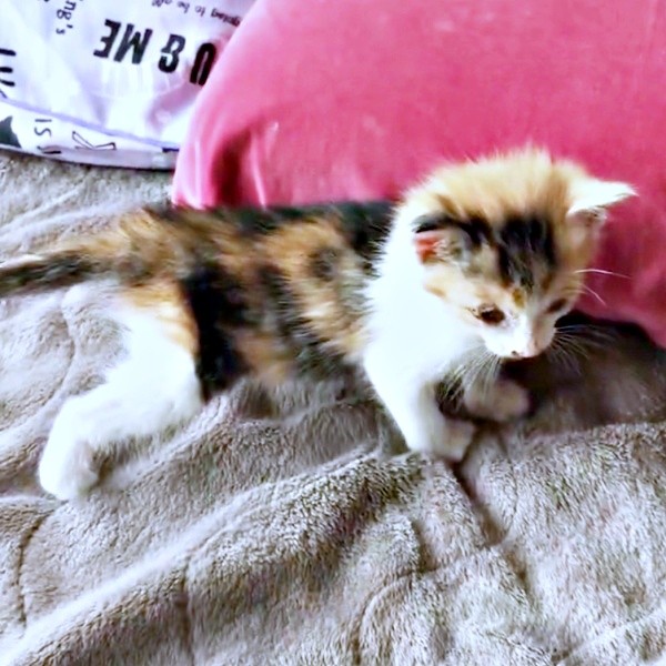 寝たきりだった保護当時から少しずつ回復。動き回るようになったサラちゃん（画像提供：にゃさん）