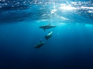 夢破れ、一度は離れた。それでも確かに海と生き物を愛していた