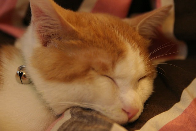 脱走騒ぎのキャンプから戻ってすぐ、鈴のついた首輪を買いました！　でももう、梵天丸自身、外に出ようとはしません。一体あれは何だったのか……？