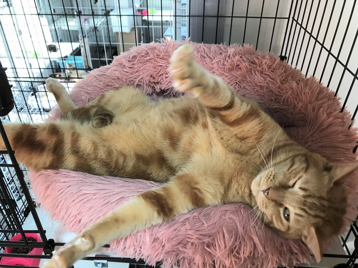 引き取った茶トラは8キロを超える巨体 2年の施設生活を経て「大きな猫