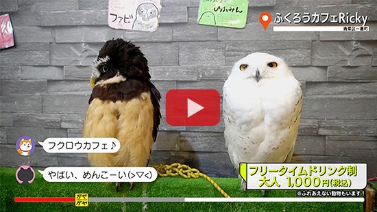 #467ふくろうカフェRicky①