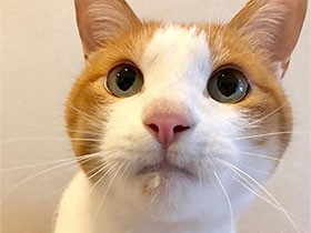 食べるのが好きすぎて、お口に何かついてるよ　保護猫「しえる」