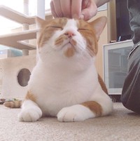 頭をこしょこしょされるのが大好きなフランくん（画像提供：ふうさんちさん）