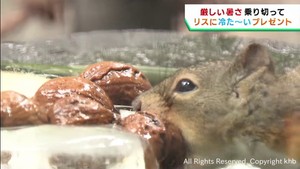 暑さが苦手なリスに冷たいプレゼント　仙台うみの杜水族館