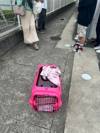 子猫の死体が見つかったのは、薬局の駐車場（猫の道草さん提供、Instagramよりキャプチャ撮影）