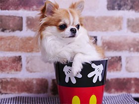 しっぽフリフリで喜んでくれる　チワワの「ココナッツ」