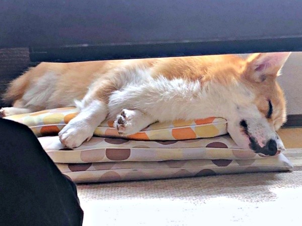 「座布団1枚、分けて？」 飼い主さんのお願いをよそに爆睡するレオくん（画像提供：コーギーのレオさん）