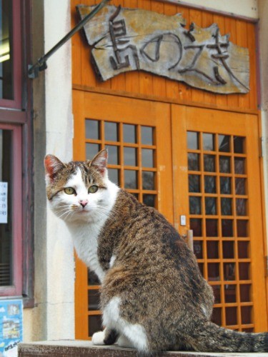 子猫の時初めて鳴いた声がイオ～ンだったから名前は「イオン」