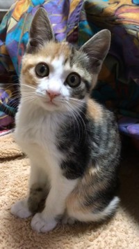 小首をかしげて、ぬいぐるみのよう