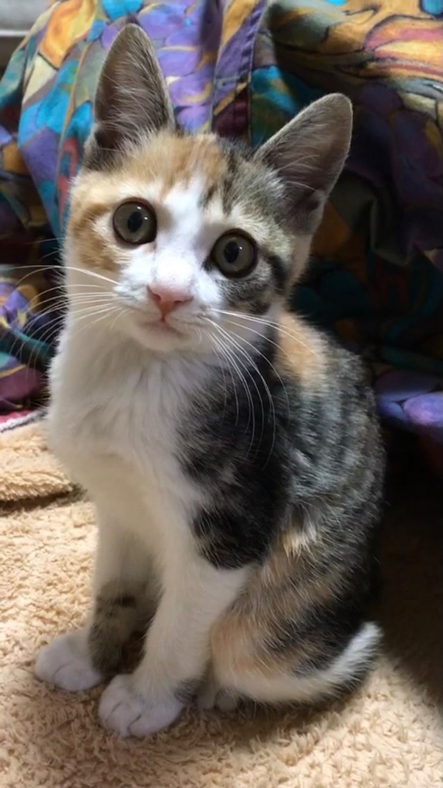 小首をかしげて、ぬいぐるみのよう