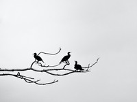 忘れられない香港。迷い込んだ路地でおじさいさんから譲られた鳥かご