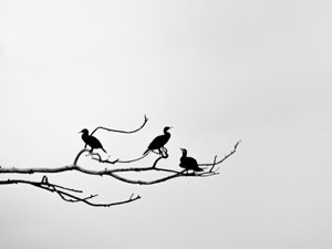 忘れられない香港。迷い込んだ路地でおじさいさんから譲られた鳥かご