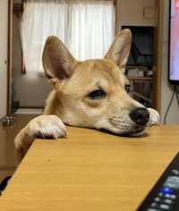 「ねぇねぇ、ごはんまだ？」