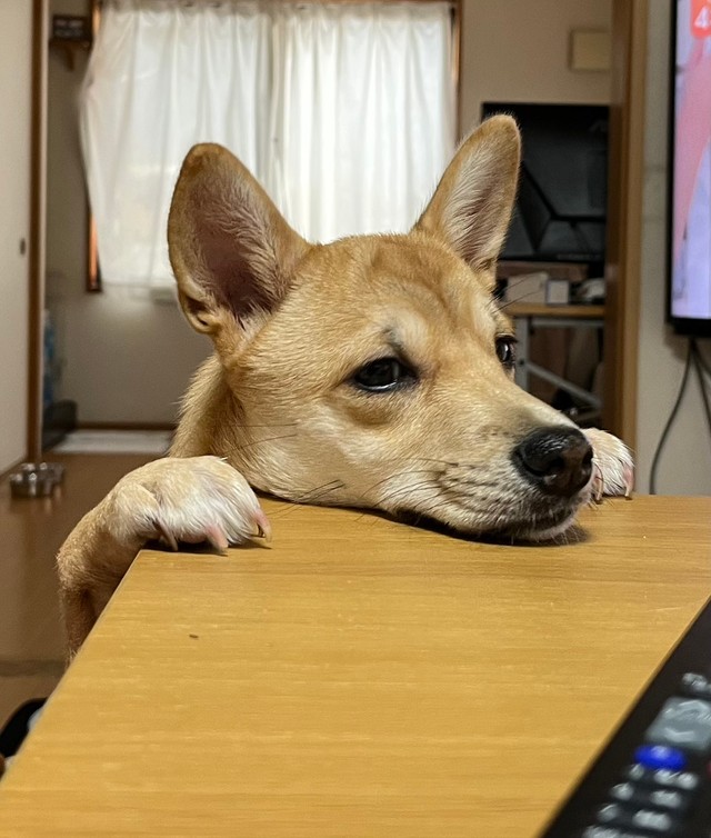 「ねぇねぇ、ごはんまだ？」