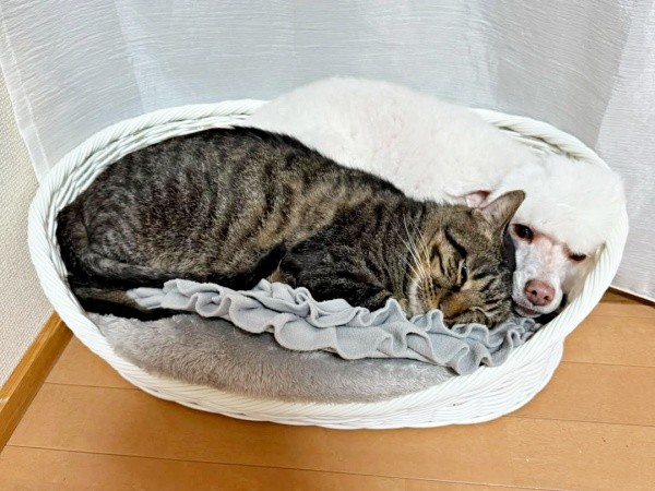 同居犬と一緒にベッドで眠るタマちゃん（画像提供：Ari Mayaさん）