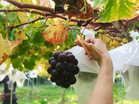 裏旬おいしく実った巨峰