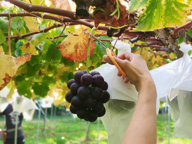 裏旬おいしく実った巨峰